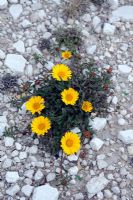 Astericus maritimus - Sea aster