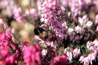 Erica carnea 'March Seedling' - Winter Heather provides an early source of pollen for the common bumble bee - Bombus hortorum in February