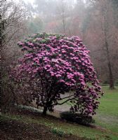 Rhododendron sutchuenense at Marwood Hill Garden in late winter