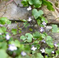 Cymbalaria muralis