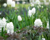 Hyacinthus 'Fairly' and Tulipa 'Inzell'