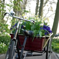 Bicycle cart with spring flowers