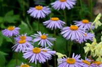 Aster tongolensis 'Berggarten'