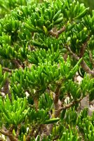 Crassula ovata 'Gollum'. RHS Garden Wisley, Surrey, UK