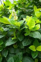 Pseuderanthemum carruthersii var. carruthersii 'Eldorado'. RHS Garden Wisley, Surrey, UK