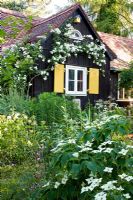 A wooden house with yellow shutters and a climbing rose, Cornus in foreground 