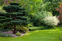 Taxus topiary, Lavandula and Salix integra 'Hakuro Nishiki
