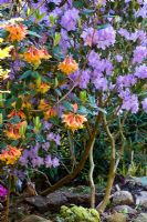 Rhododendron cinnabarinum on left