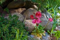 Lewisia cotyledon growing in a rockery