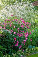 Rosa 'Raubritter' and Salix integra 'Hakuro Nishiki' in mixed border