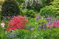 Informal mixed border with flowering shrubs and clipped yew -Allium aflatunense 'Purple Sensation', Aquilegia vulgaris, Azalea, Buxus, Cornus, Corydalis, Kolkwitzia amabilis and Taxus baccata