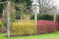 Cornus alba 'Sibirica' and Cornus sericea 'Flaviramea'