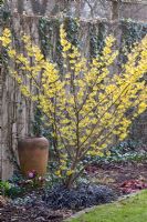 Hamamelis 'Arnold Promise' underplanted with Ophiopogon planiscapus 'Nigrescens' 