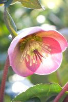 Helleborus orientalis 'Penny's Pink'