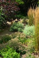 Foliage garden with Sedum 'Sunset Cloud', Cercis canadensis 'Forest Pansy', Calamagrostis x acutiflora 'Overdam' and Phormium 'Bronze Baby'. RHS Garden Rosemoor, Great Torrington, Devon, UK