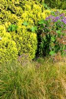 Chamaecyparis lawsoniana 'Aurea Densa' with Rubus setchuensis, Asters and low growing grass. Sir Harold Hillier Gardens, Ampfield, Romsey, Hants, UK