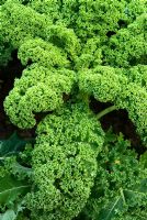 Brassica - Kale 'Westland Winter'. RHS Garden Rosemoor, Great Torrington, Devon, UK