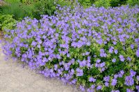 Geranium pratense - Cranesbill