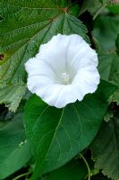 Convolvulus arvensis - Field Bindweed