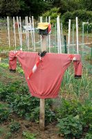 Scarecrow and netting in vegetable garden