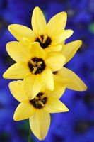 Ixia 'Yellow Emperor' -  Corn Lily