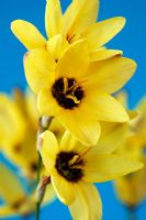 Ixia 'Yellow Emperor' - Corn Lily
