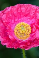 Papaver nudicale - Iceland Poppy just open