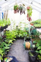 Greenhouse interior with Pitcher plants in hanging baskets, Cucumbers growing up Bamboo, trays and pots of Onions, Aubergines and other seedlings