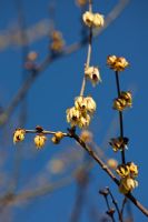 Chimonanthus praecox - Wintersweet
