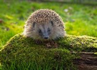 Erinaceus europaeus - Hedgehog on mossy log