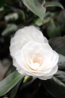 Camellia japonica 'Nuccio's Gem' AGM