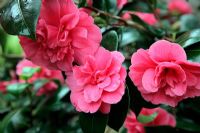 Camellia japonica 'Gloire de Nantes' AGM