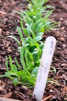 Spinach 'Tarpy' F1 - Seedlings one month after sowing
