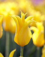 Tulipa 'Inimitable'