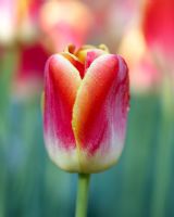 Tulipa 'Bodyguard'