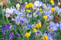 Anthemis tinctoria, Catananche caerulea and Linaria purpurea