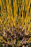 Salix alba var. vitellina 'Britzensis' stems