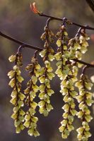 Stachyurus chinensis