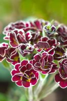 Primula polyanthus 'Razzmatazz' 