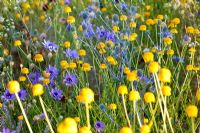 Combination of drought-resistant plants - Allium sphaerocephalon, Anthemis tinctoria, Catananche caerulea and Eryngium