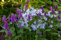 Campanula lactiflora with Stachys monnieri 'Hummelo'