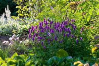 Summer border with Bergenia, Oenothera speciosa 'Siskiyou', Stachys byzantina, Stachys monnieri 'Hummelo', Veronicastrum virginicum 'Fascination'