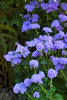 Ageratum houstonianum 'Blue Horizon' with a begonia at Great Dixter