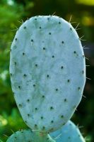 Opuntia robusta, Prickly pear cactus