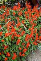 Salvia splendens  'Rambo' with Leymus arenarius syn. Elymus arenarius in a border at Great Dixter