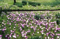 Naturalised Crocus vernus in the meadow at Great Dixter