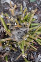 Cornus alba 'Sibirica' hard-pruned to promote deep red new growth stems