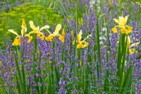  Iris spuria 'Sunny Day', Nepeta 'Walker's Low' Faassenii-Gruppe