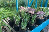 Aloe marlothii and Aeonium hierraense in Greenhouse at Lower Kenneggy Nursery specialist, Rosudgeon Cornwall 