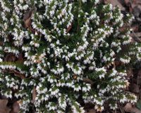 Erica x Darleyensis f albiflora 'White Perfect' 